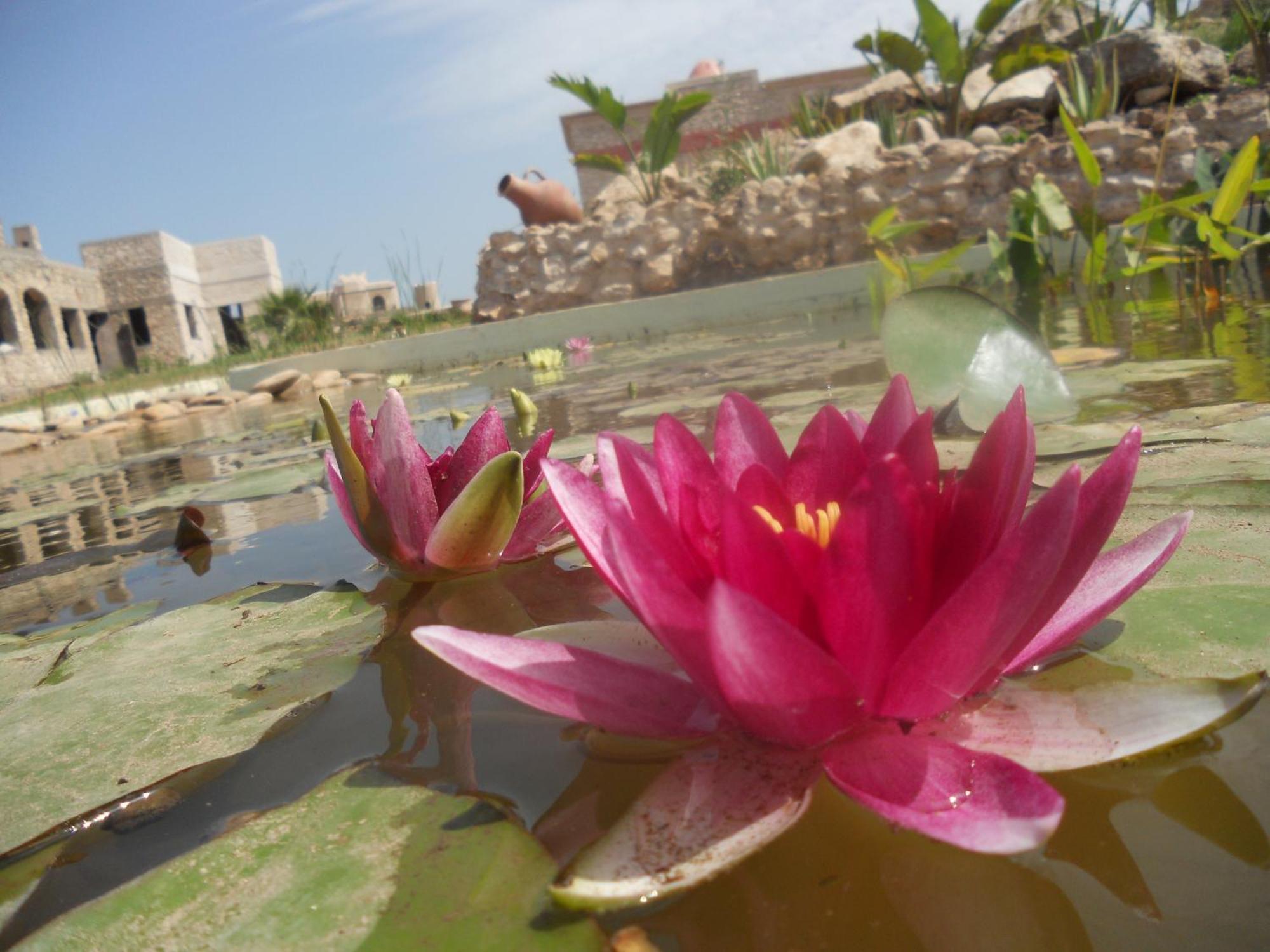Douar Noujoum Bed & Breakfast Essaouira Exterior photo
